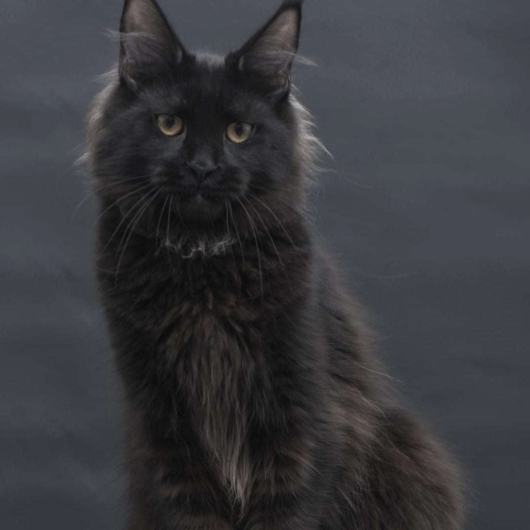 Flora Maine Coon female, black