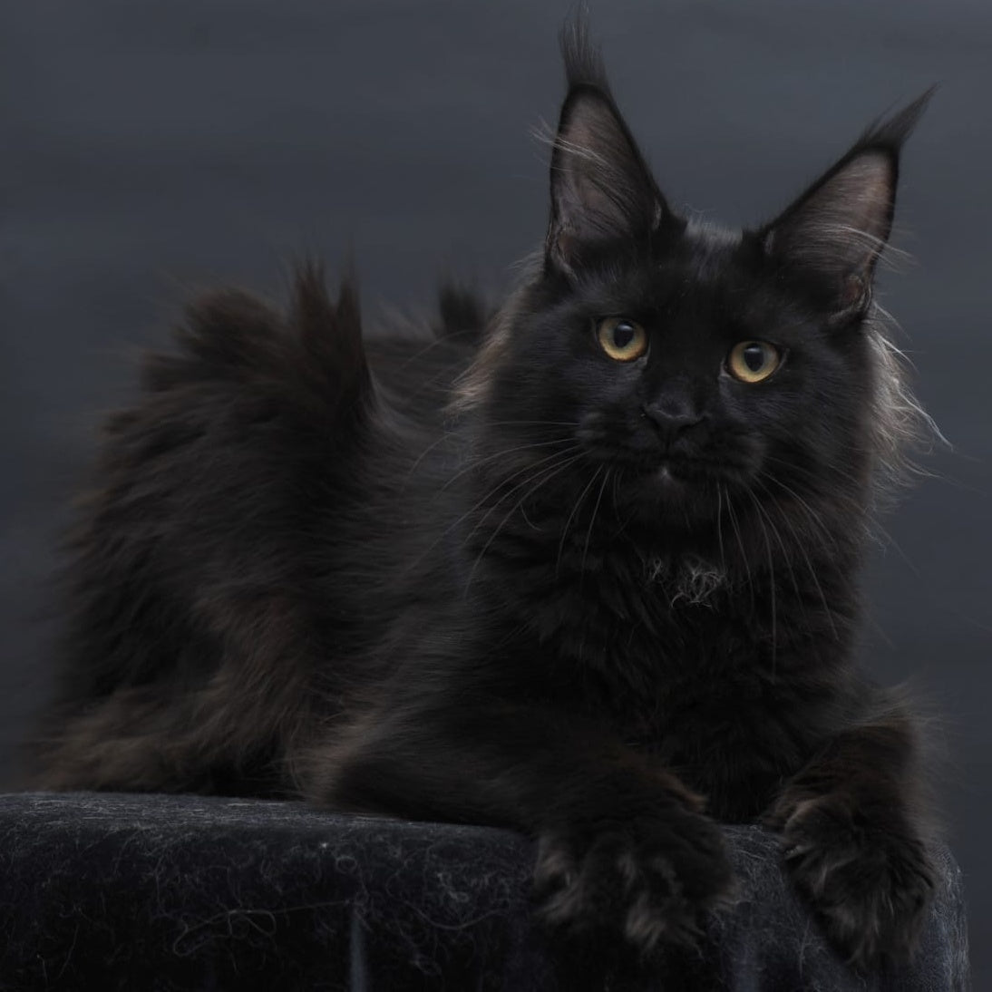 Flora Maine Coon female, black