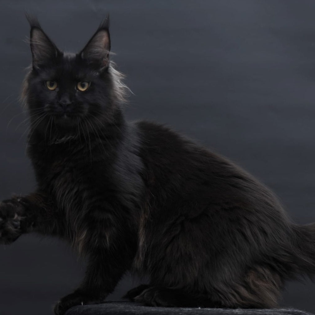 Flora Maine Coon female, black