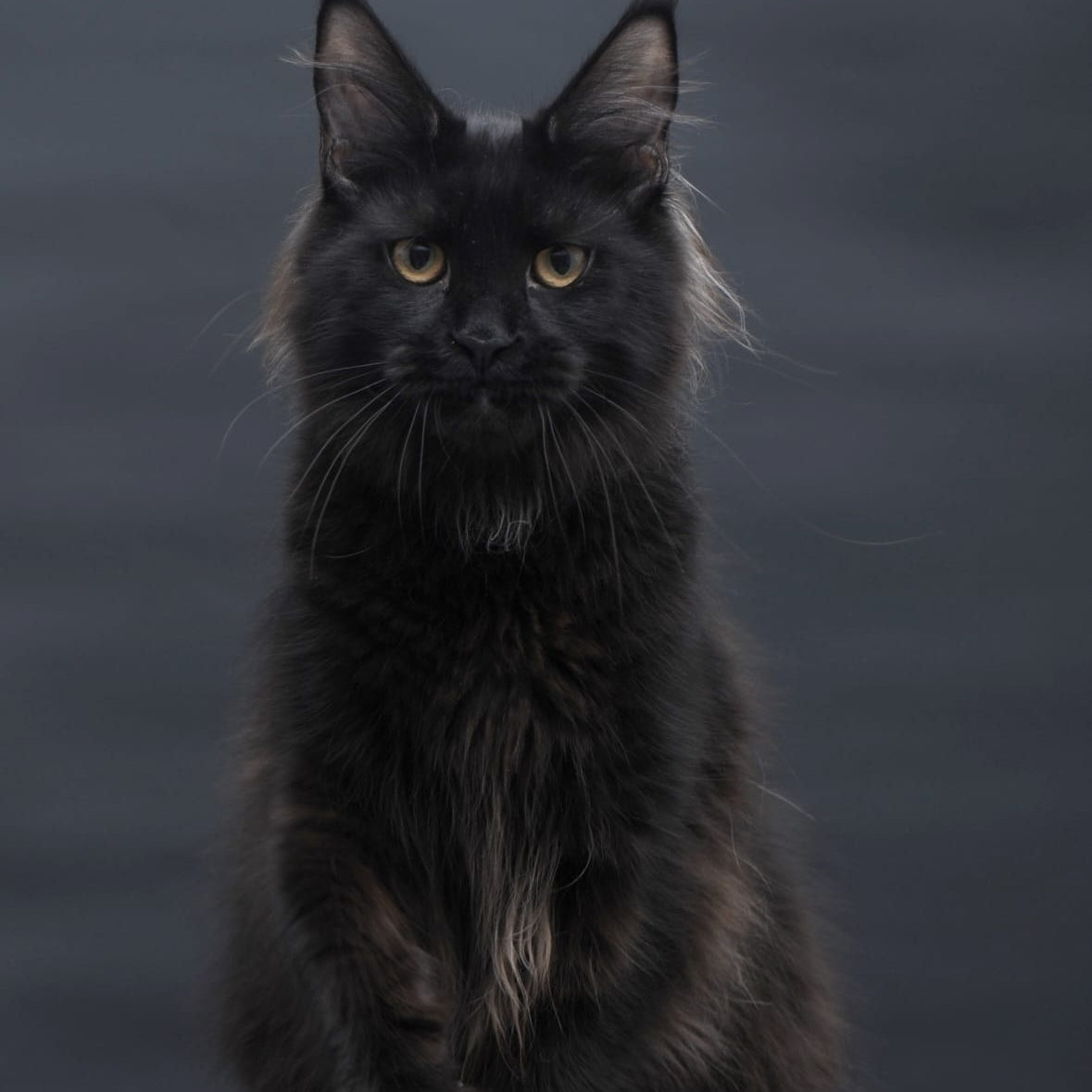 Flora Maine Coon female, black