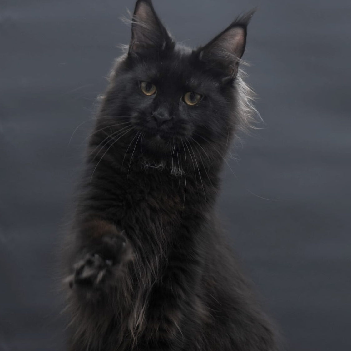 Flora Maine Coon female, black