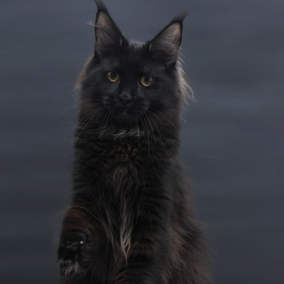 Flora Maine Coon female, black