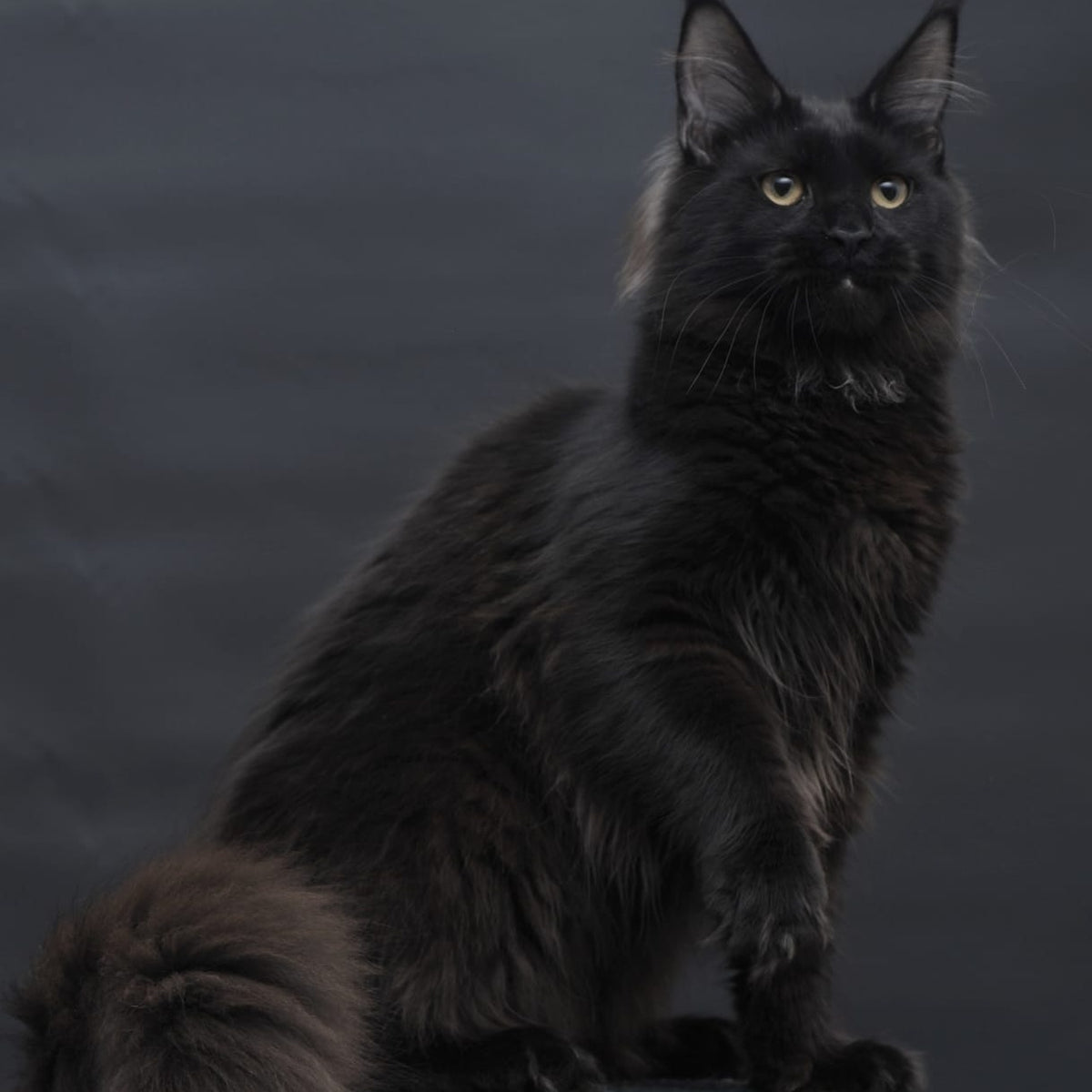 Flora Maine Coon female, black