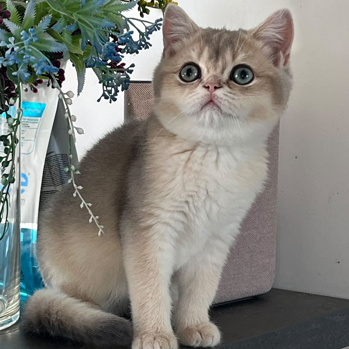 Zorro British Shorthair male, blue golden shaded