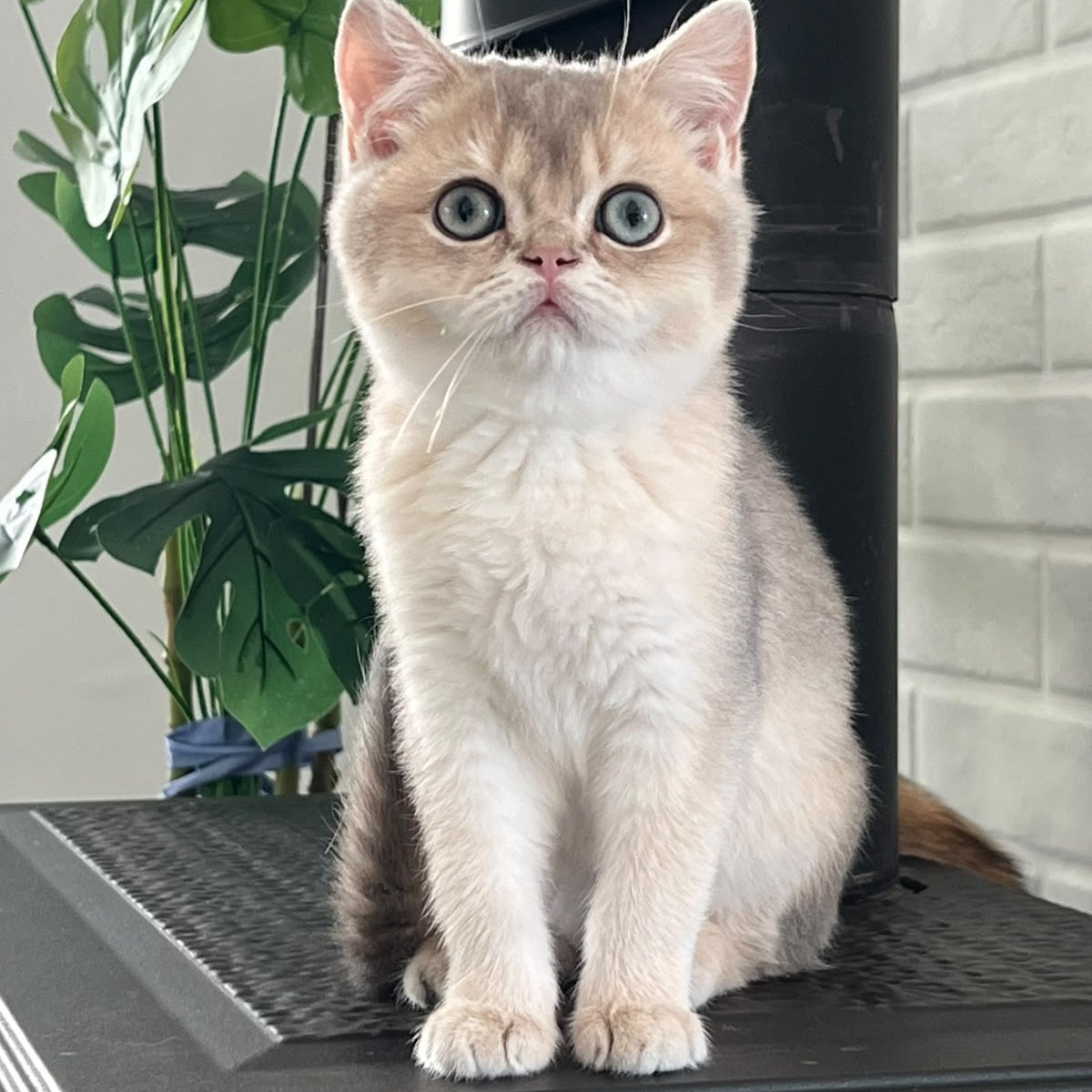 Zorro British Shorthair male, blue golden shaded