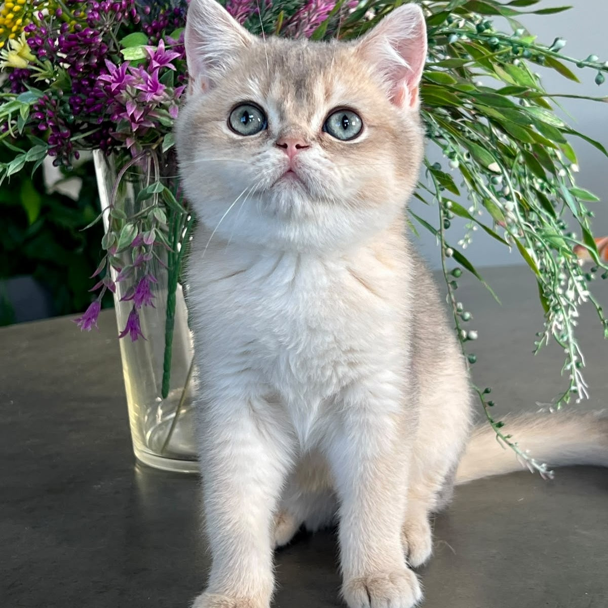 Zorro British Shorthair male, blue golden shaded