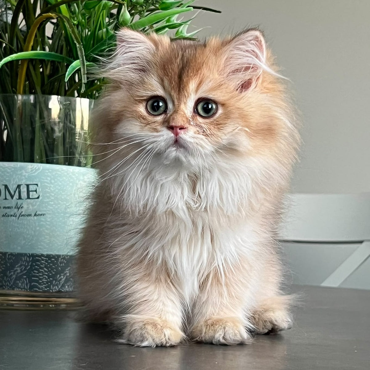 Barney British Longhair male, chocolate golden shaded