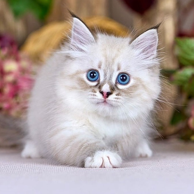 Nayel Siberian male, black bicolour tabby pointed