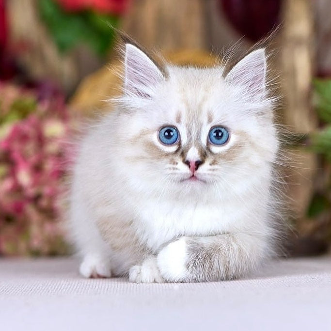 Nayel Siberian male, black bicolour tabby pointed