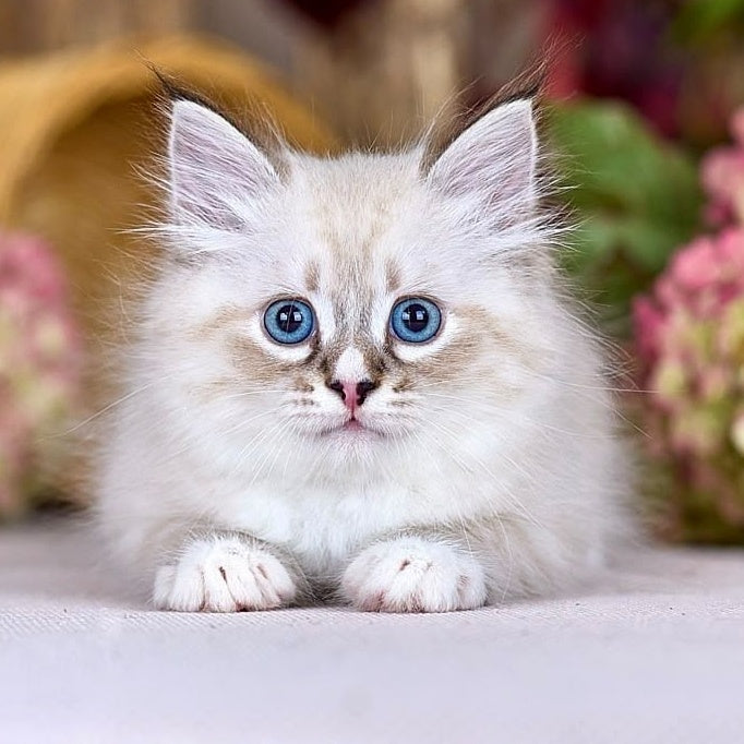 Nayel Siberian male, black bicolour tabby pointed