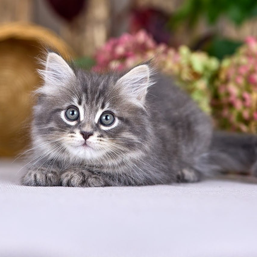 Nico Siberian male, blue spotted tabby
