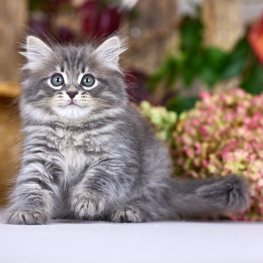 Nico Siberian male, blue spotted tabby