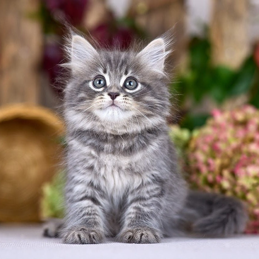 Nico Siberian male, blue spotted tabby