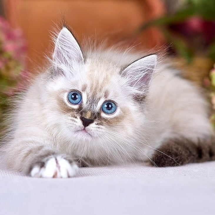 Nexus Siberian male, black with white tabby pointed