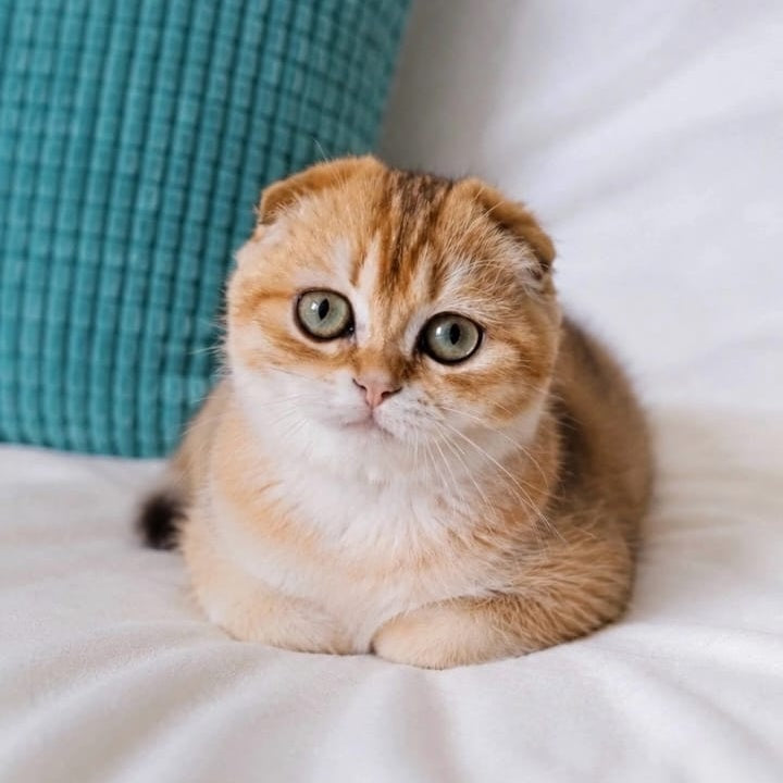 Yahoo Scottish Fold male, black golden shaded