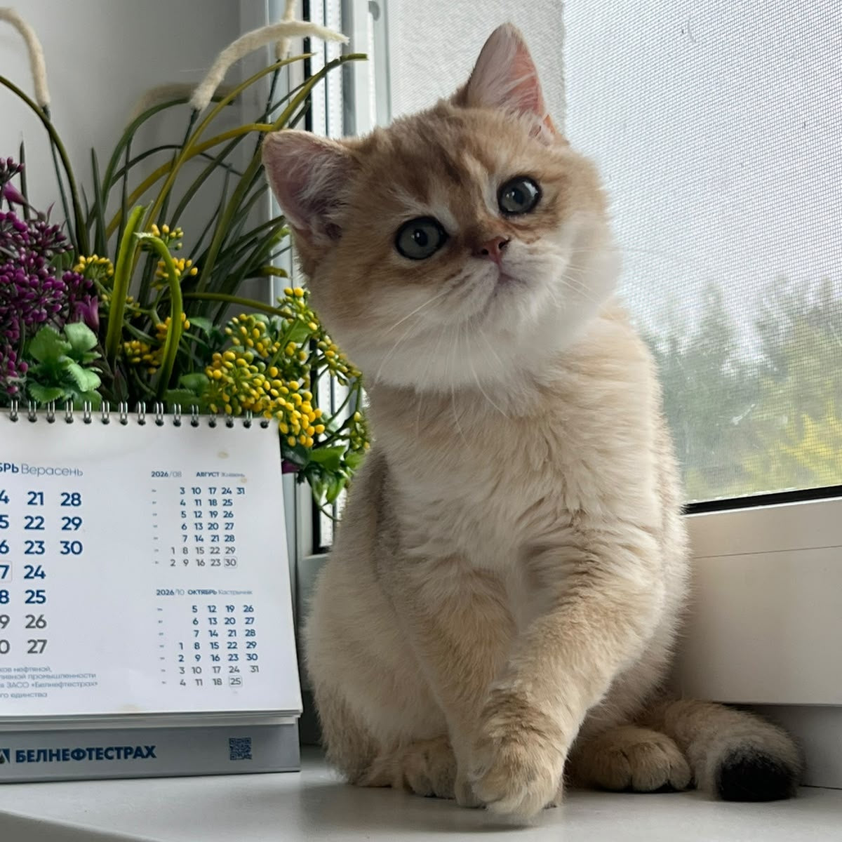 Zeus British Shorthair male, black golden shaded