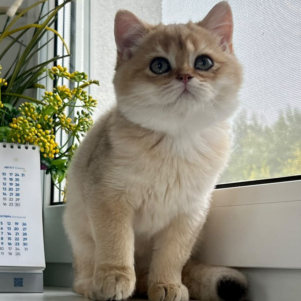 Zeus British Shorthair male, black golden shaded