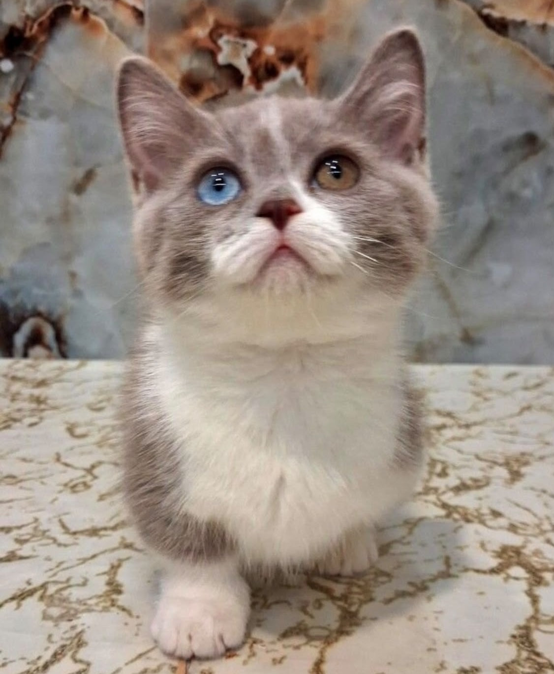 Smurf Munchkin male, lilac bicolour