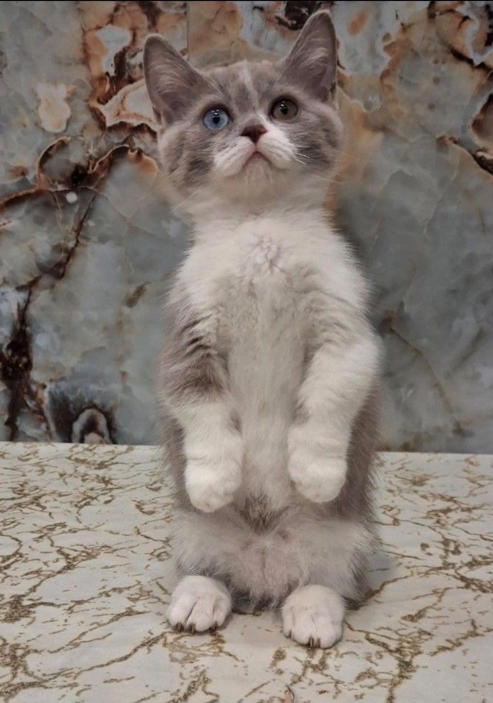 Smurf Munchkin male, lilac bicolour