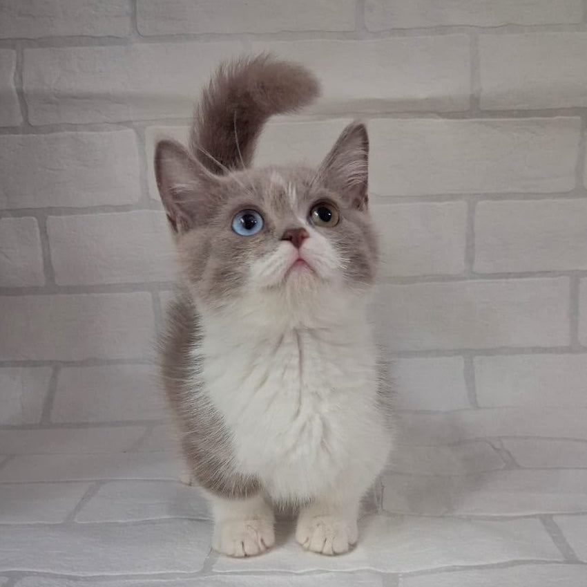 Smurf Munchkin male, lilac bicolour