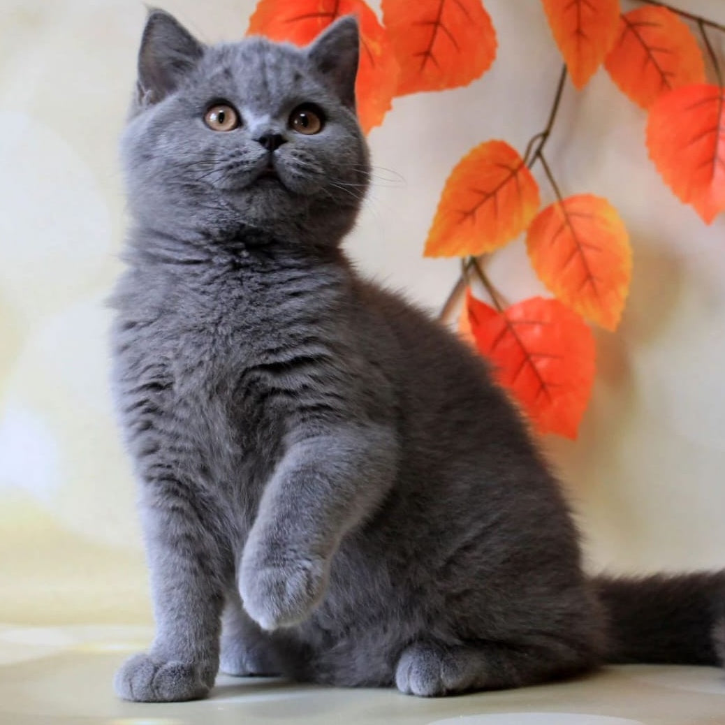 Jasmine British Shorthair female, blue