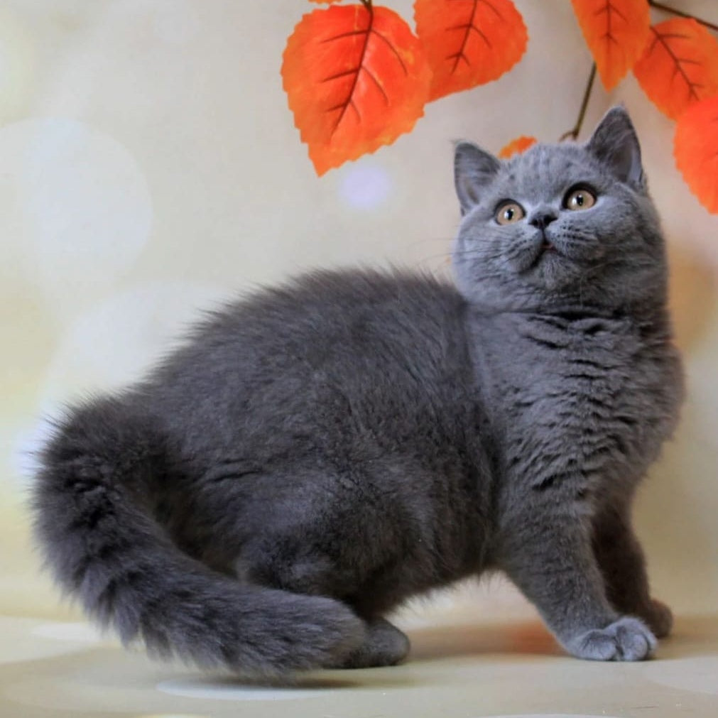 Jasmine British Shorthair female, blue