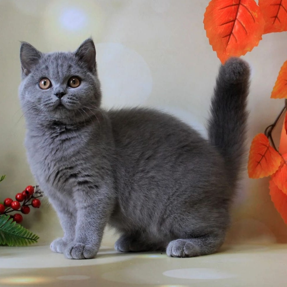 Jasmine British Shorthair female, blue
