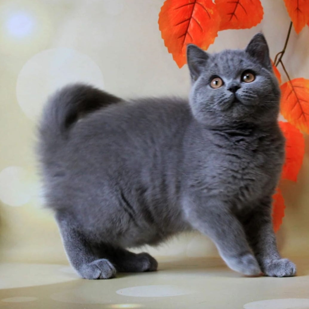 Jasmine British Shorthair female, blue