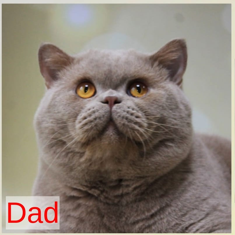 Jasmine British Shorthair female, blue