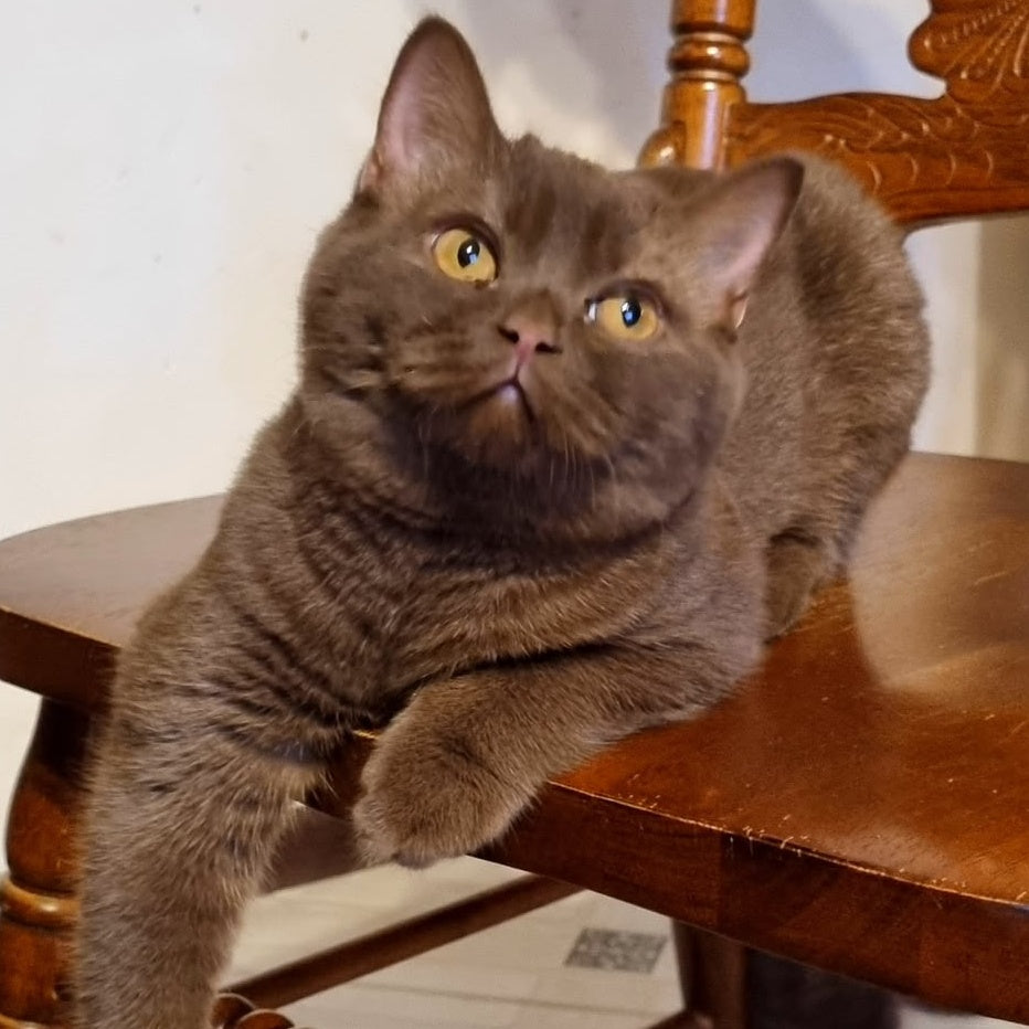Dilan British Shorthair male, chocolate