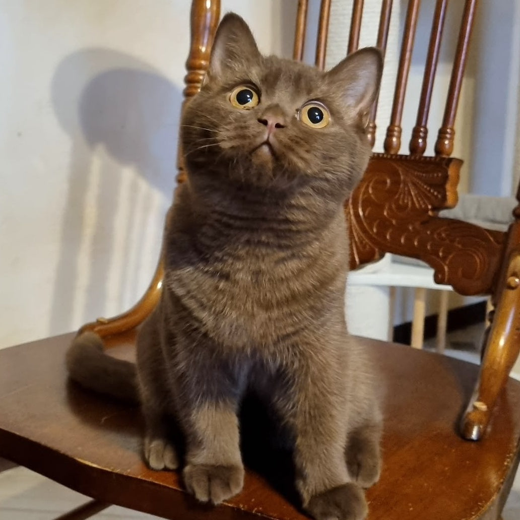 Dilan British Shorthair male, chocolate