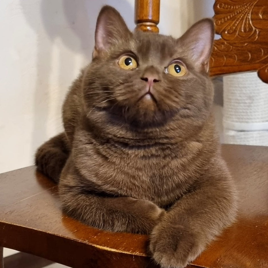 Dilan British Shorthair male, chocolate