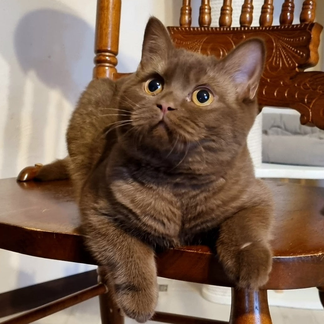 Dilan British Shorthair male, chocolate