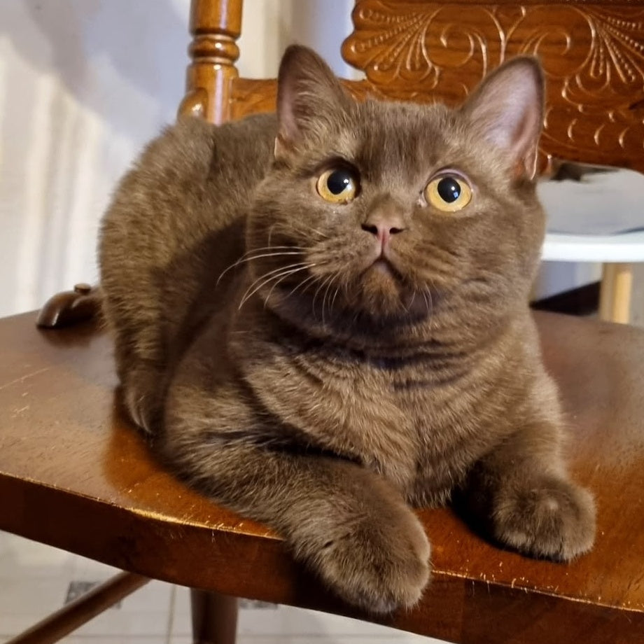 Dilan British Shorthair male, chocolate