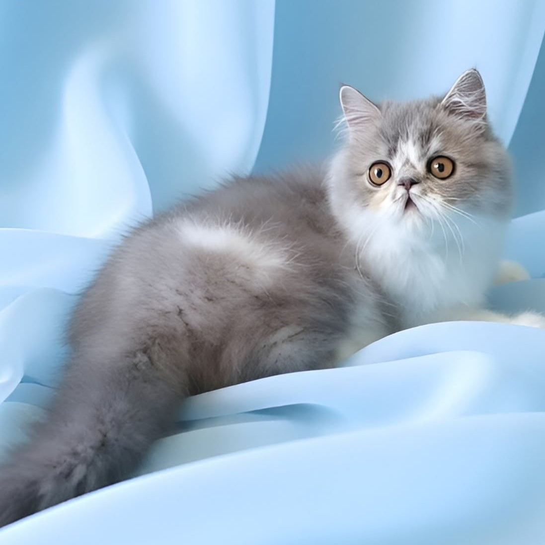 Аrtem Persian male, blue with white