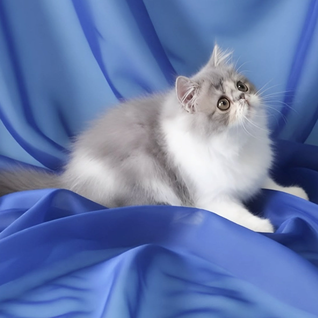 Аrtem Persian male, blue with white