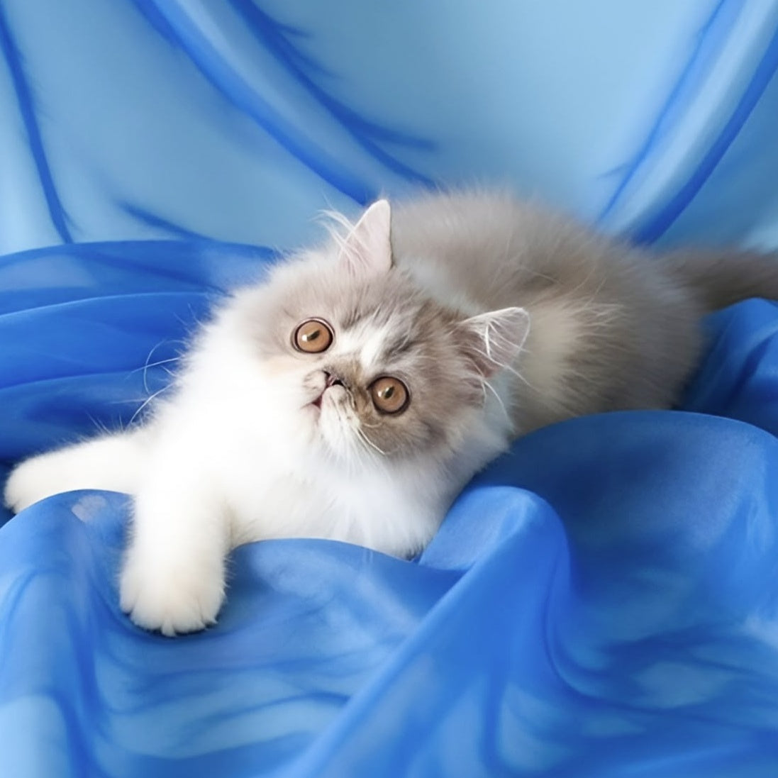 Аrtem Persian male, blue with white