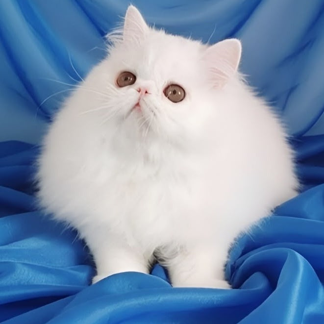 Albus Persian male, white
