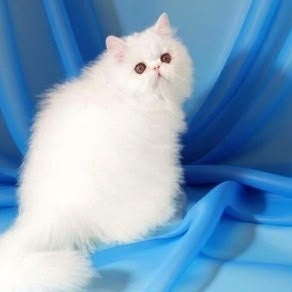Albus Persian male, white