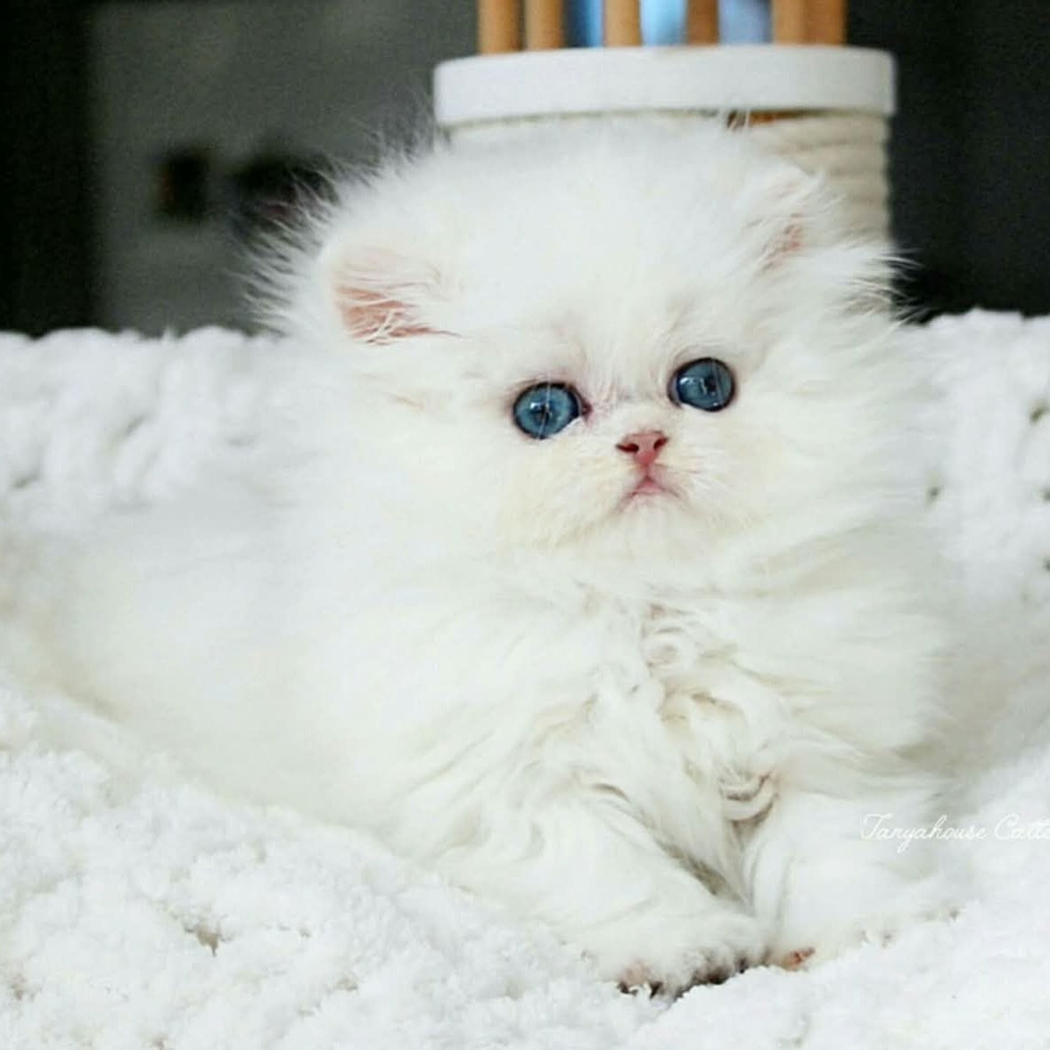 Quinn British Longhair male, black silver shaded pointed