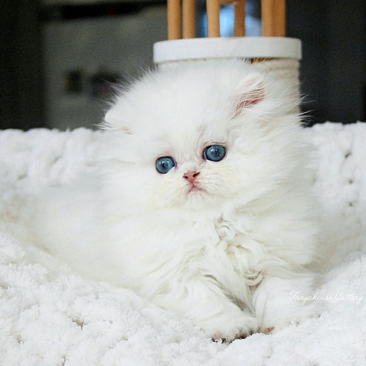 Quinn British Longhair male, black silver shaded pointed