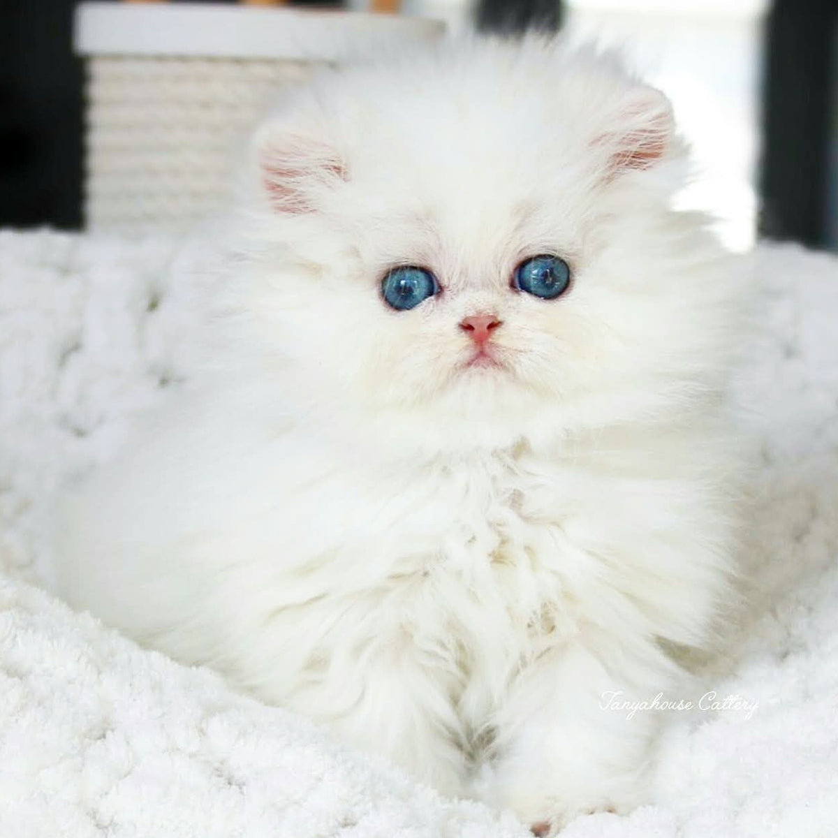 Quinn British Longhair male, black silver shaded pointed