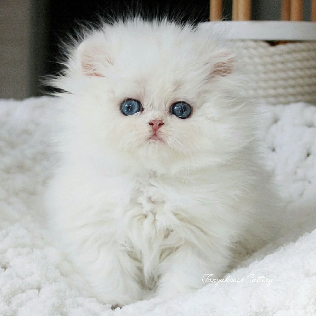 Quinn British Longhair male, black silver shaded pointed