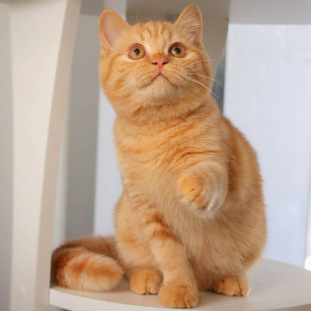 Picasso British Shorthair male, red