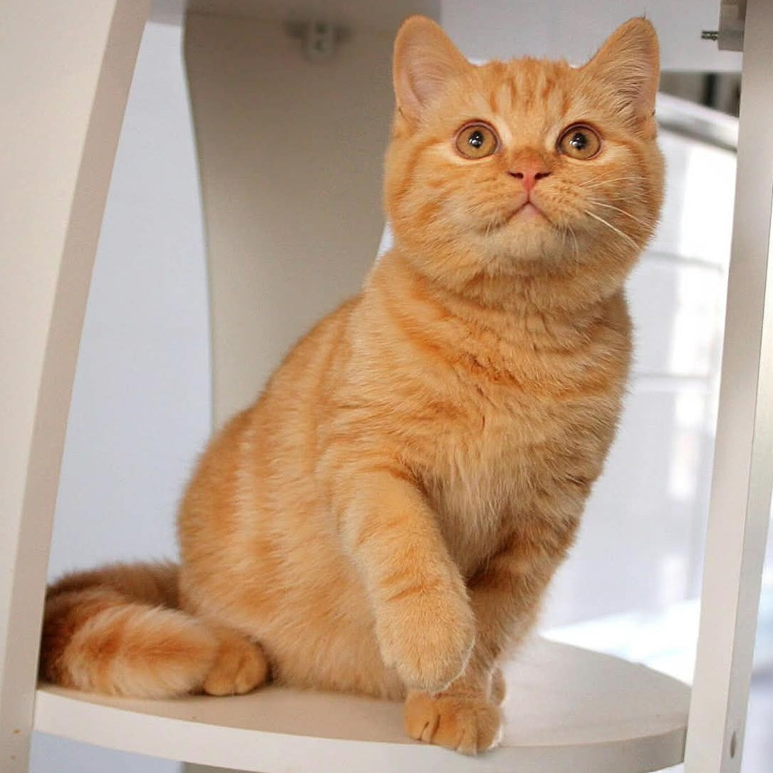 Picasso British Shorthair male, red