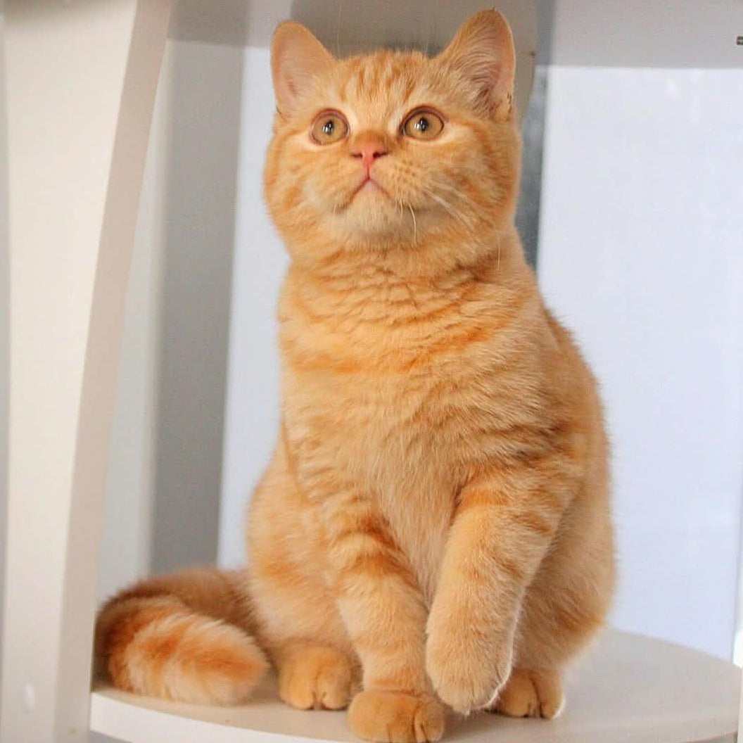 Picasso British Shorthair male, red