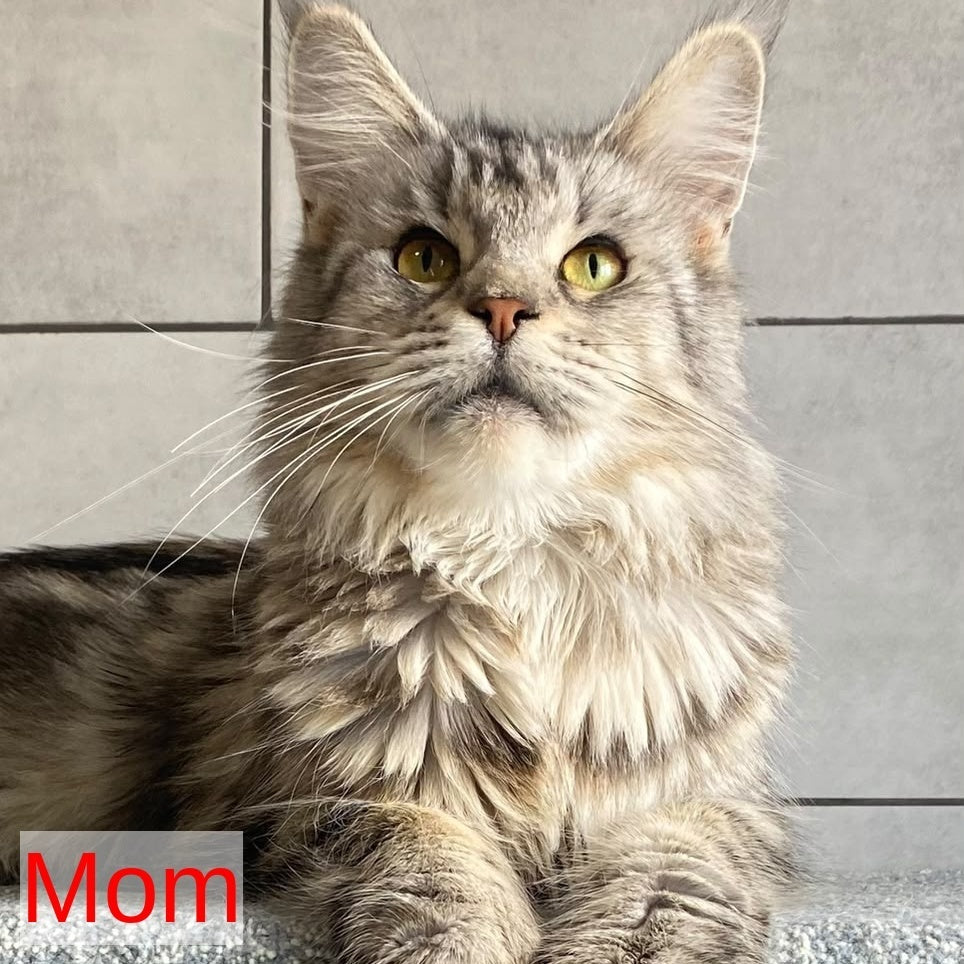 Cambridge Maine Coon male, black silver tabby