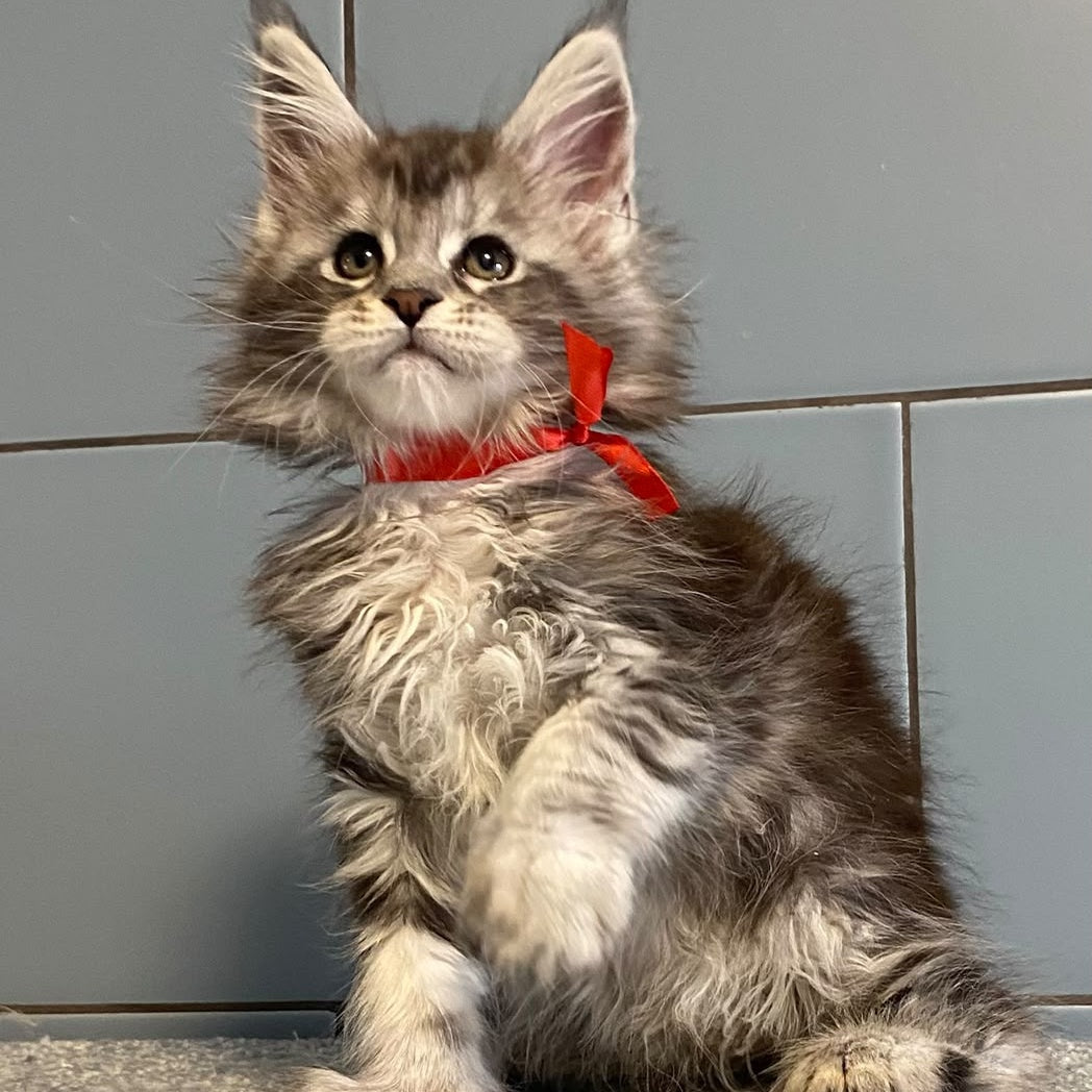 Cappadocia Maine Coon polydactyl 5x5x6x6 female, black silver tabby