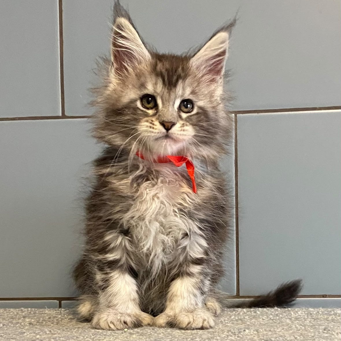 Cappadocia Maine Coon polydactyl 5x5x6x6 female, black silver tabby