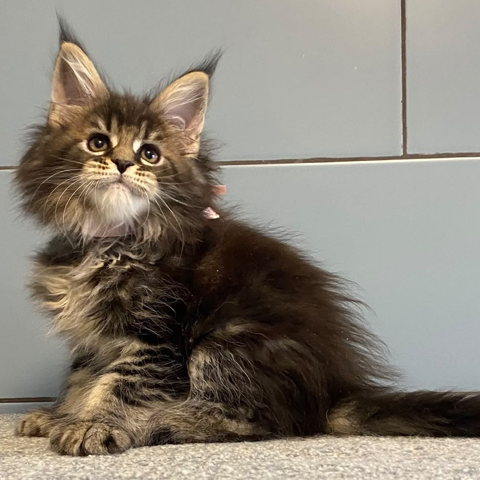 Capaeira Maine Coon polydactyl 6x6x5x6 female, black tabby